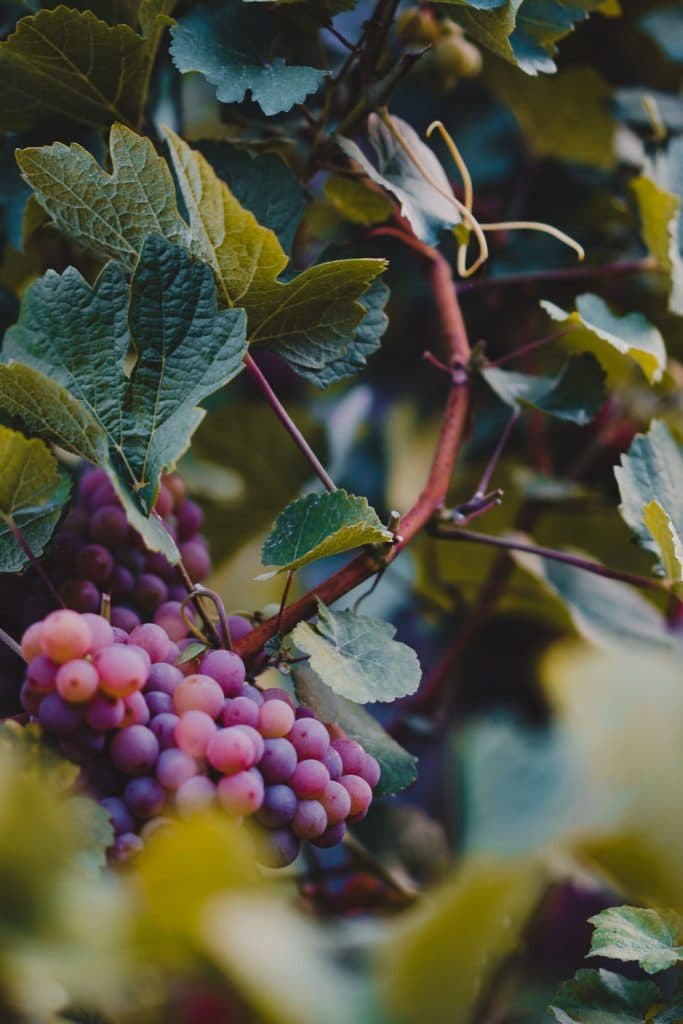wijndruiven kroatië drinken