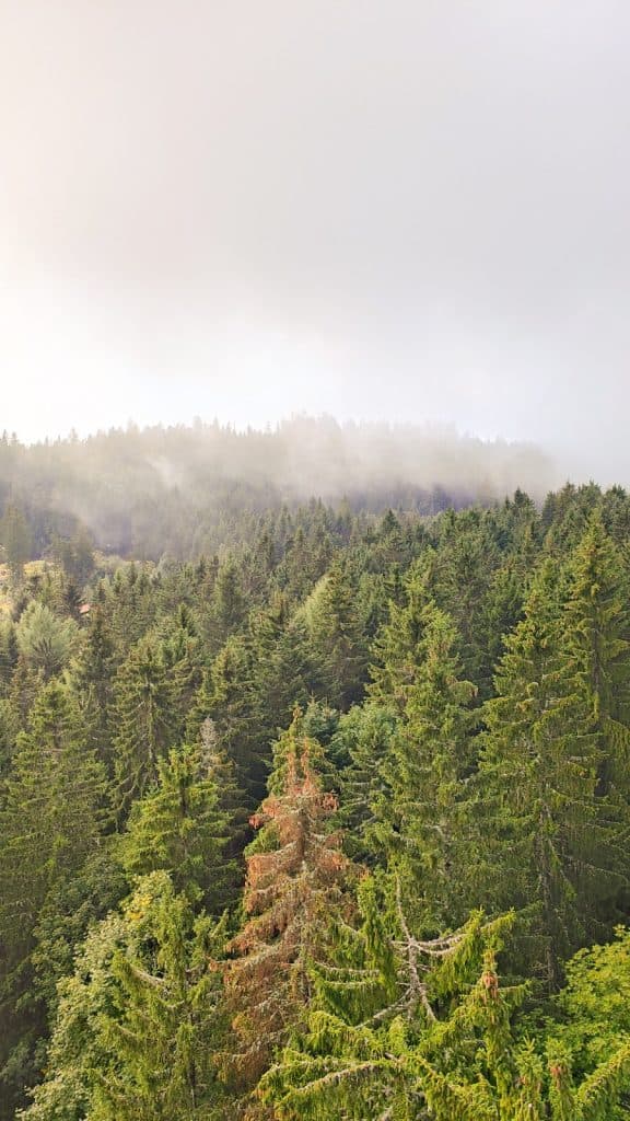 nationaal park zwarte woud wandelen