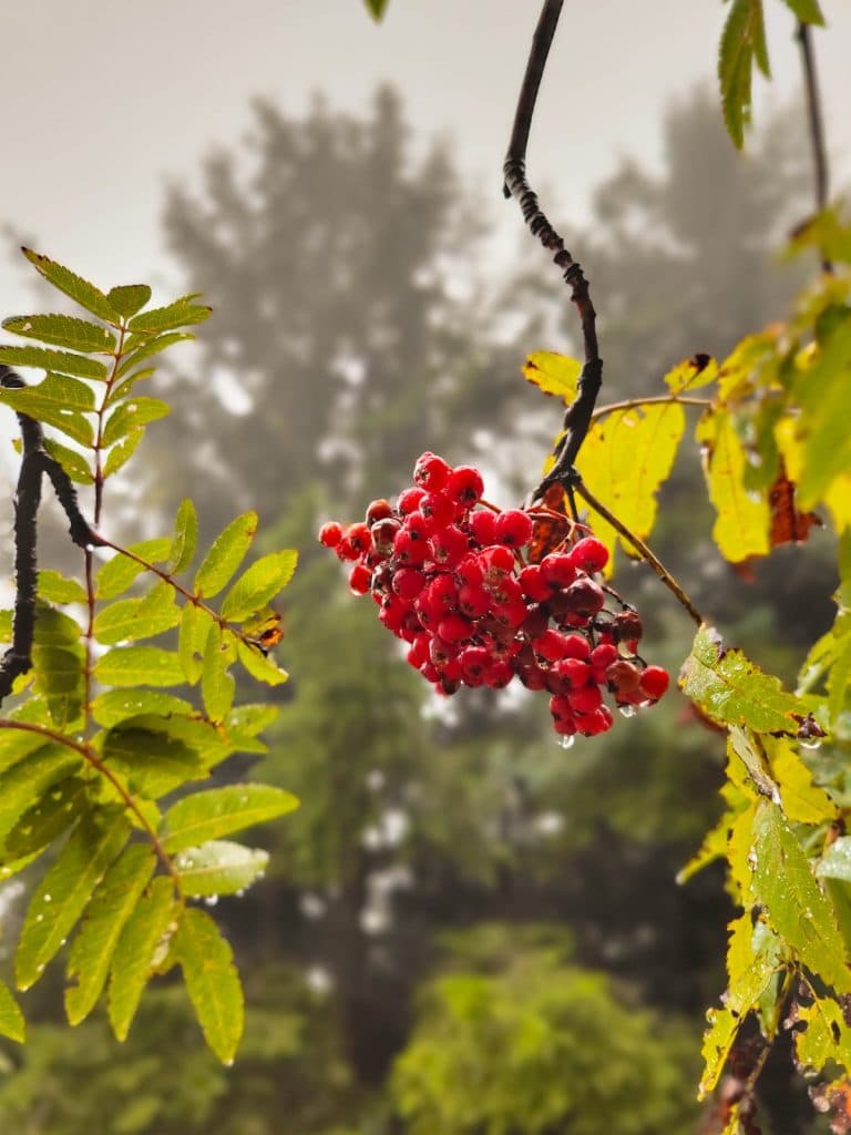 hiken wandelen zwarte woud