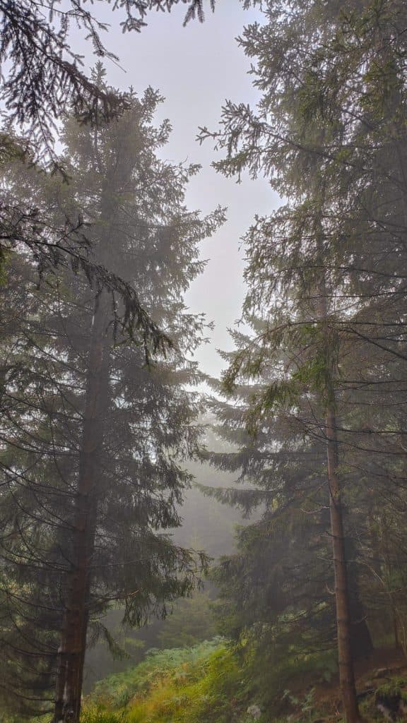 zwarte woud hornisgrinde berg wandelen hiken