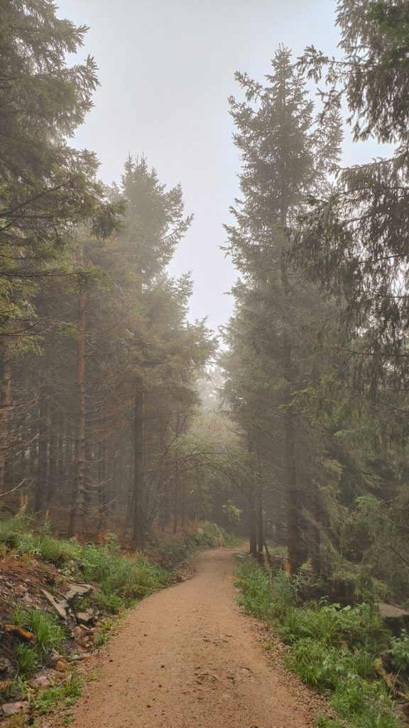 zwarte woud hornisgrinde berg wandelen hiken