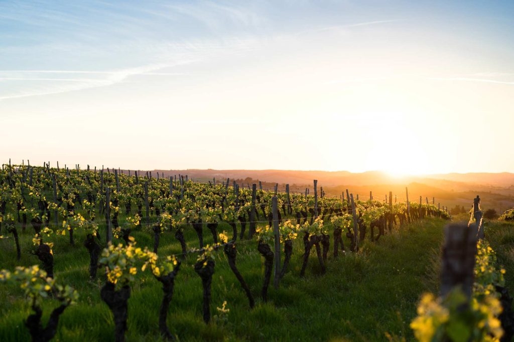 wijngaarden van bergerac in frankrijk