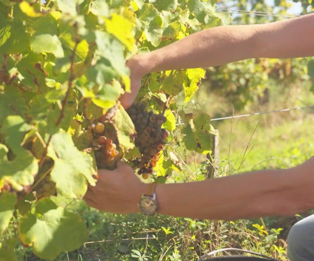 druiven plukken