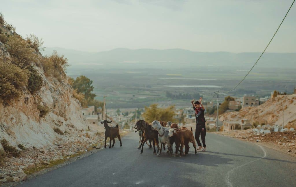 roadtrip amman petra