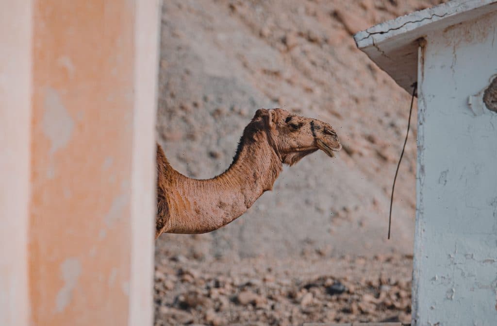 roadtrip kings highway jordanie