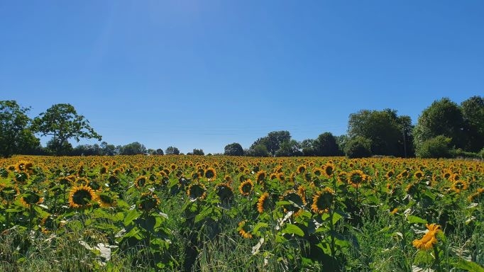zonnebloemen frankrijk roadtrip
