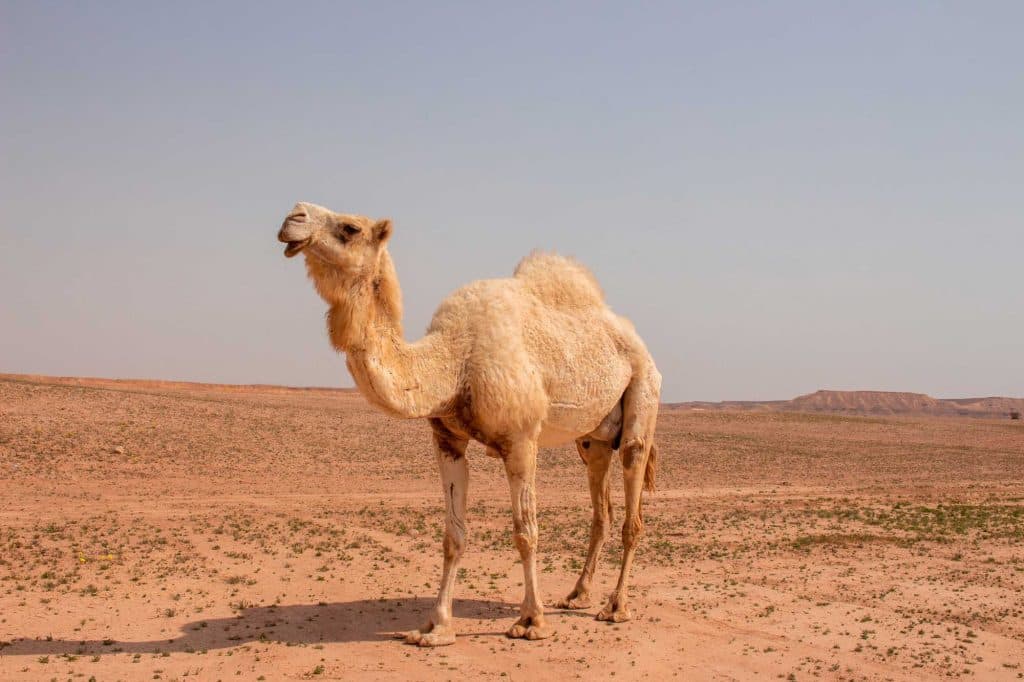 Een enkele kameel met lichtgekleurde vacht staat op een zanderig, dor landschap in de buurt van Riyad onder een heldere hemel, met lage heuvels in de verte op de achtergrond.