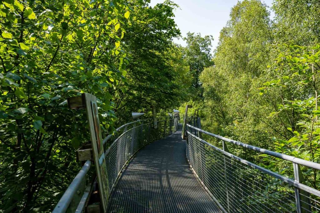 wandelen tussen bomen henegouwen