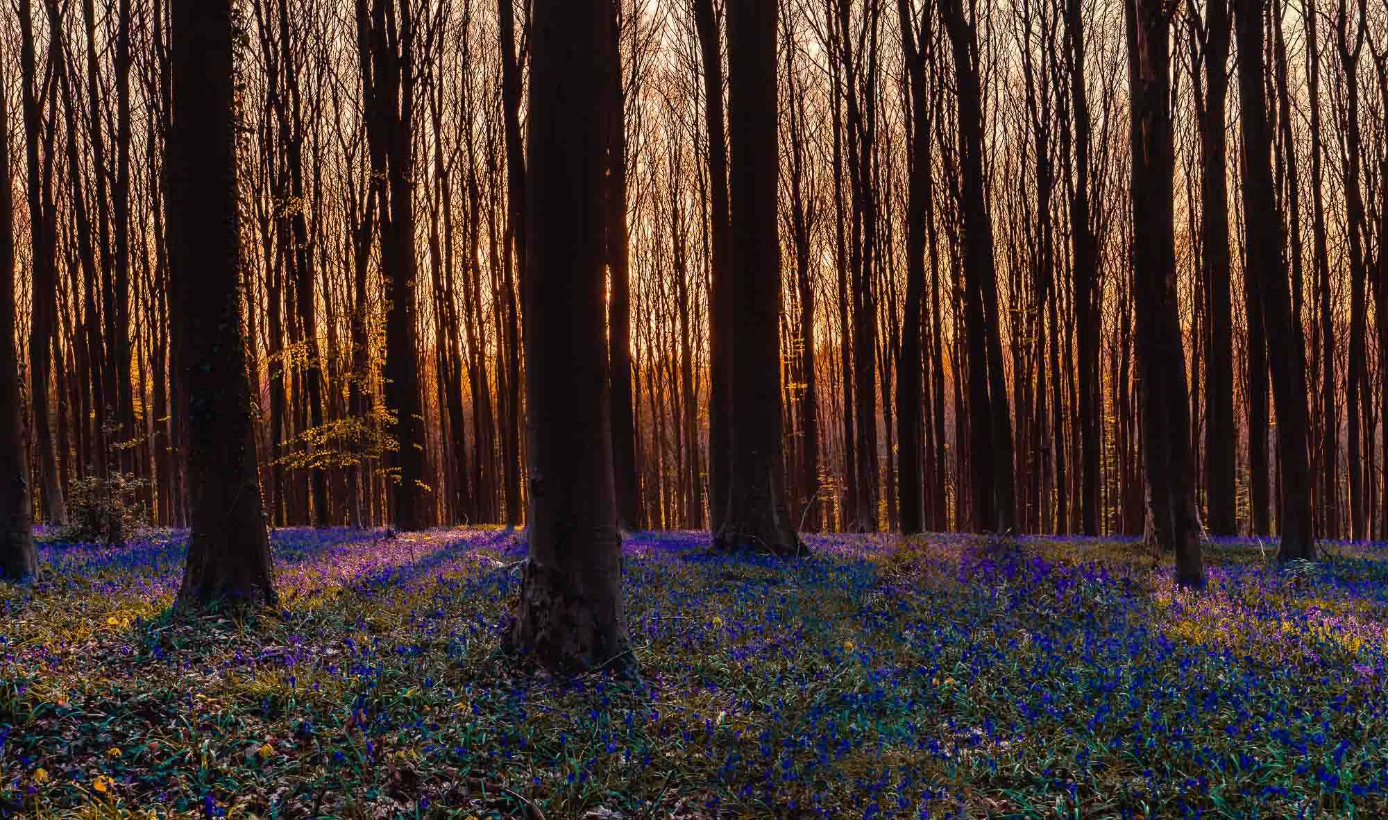 De blauwe Hyacinten in het Hallerbos bezoeken (2024) – Bloemen van het mooiste bos van Vlaanderen in bloei