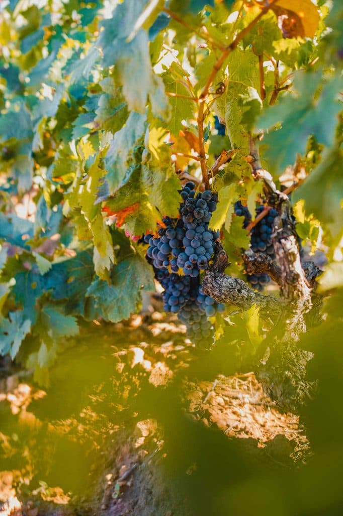 ribera del duero wijnvakantie