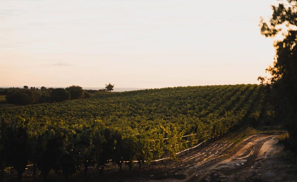 ribera del duero wijnvakantie