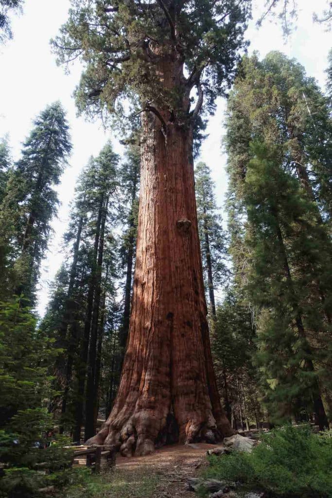 Sequoia National Park
