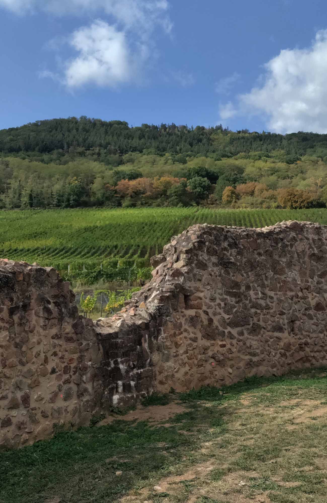 route du vin elzas