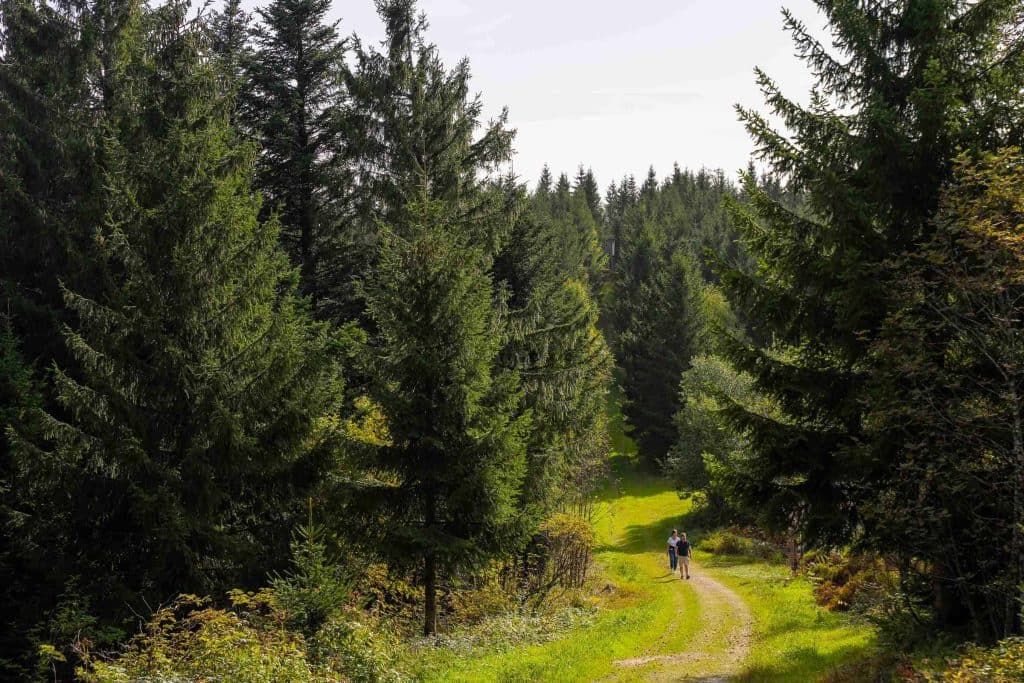 wandelen in het zwarte woud