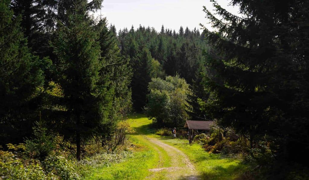 wandelen in het zwarte woud