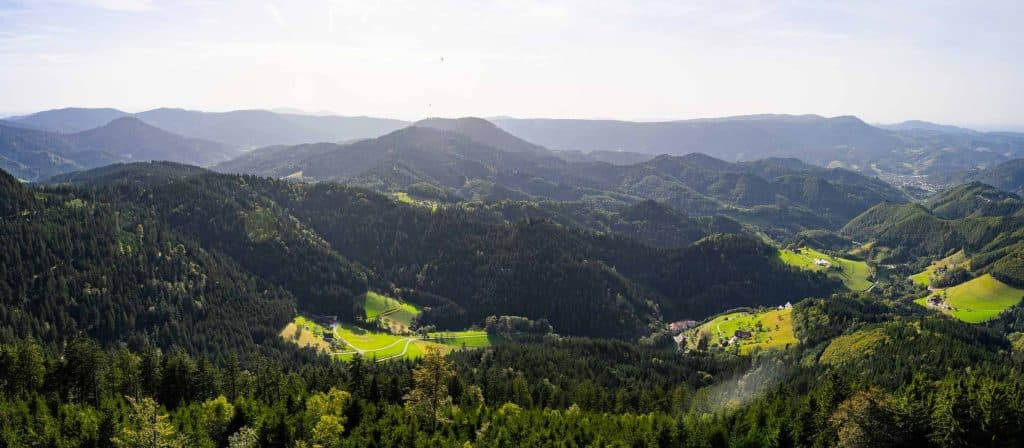 wandelen in het zwarte woud