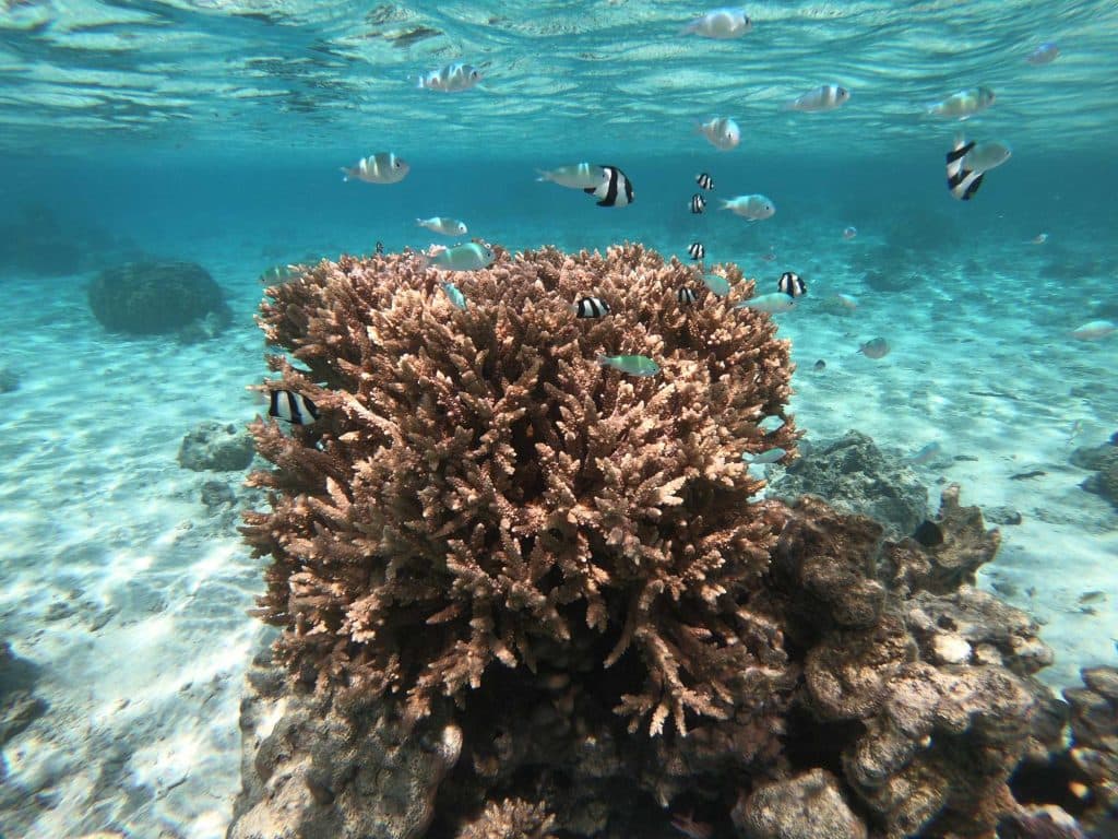 duiken cook eilanden