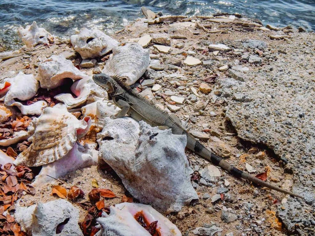 wat doen tijdens strandvakantie op aruba en reistips