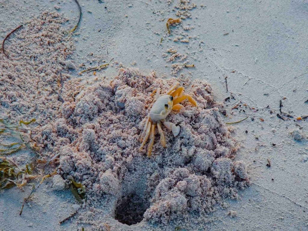 wat doen tijdens strandvakantie op aruba en reistips