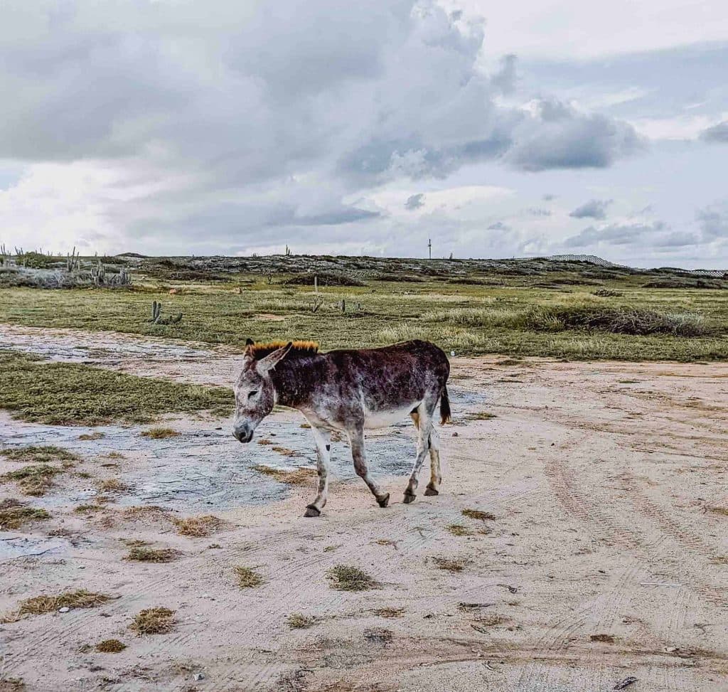wat doen tijdens strandvakantie op aruba en reistips