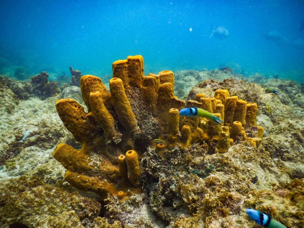wat doen tijdens strandvakantie op aruba en reistips