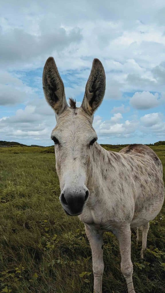 wat doen tijdens strandvakantie op aruba en reistips