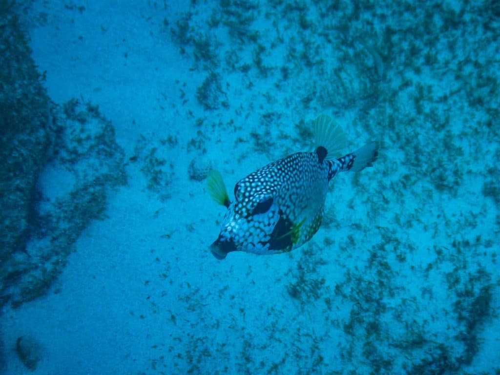 wat doen tijdens strandvakantie op aruba en reistips