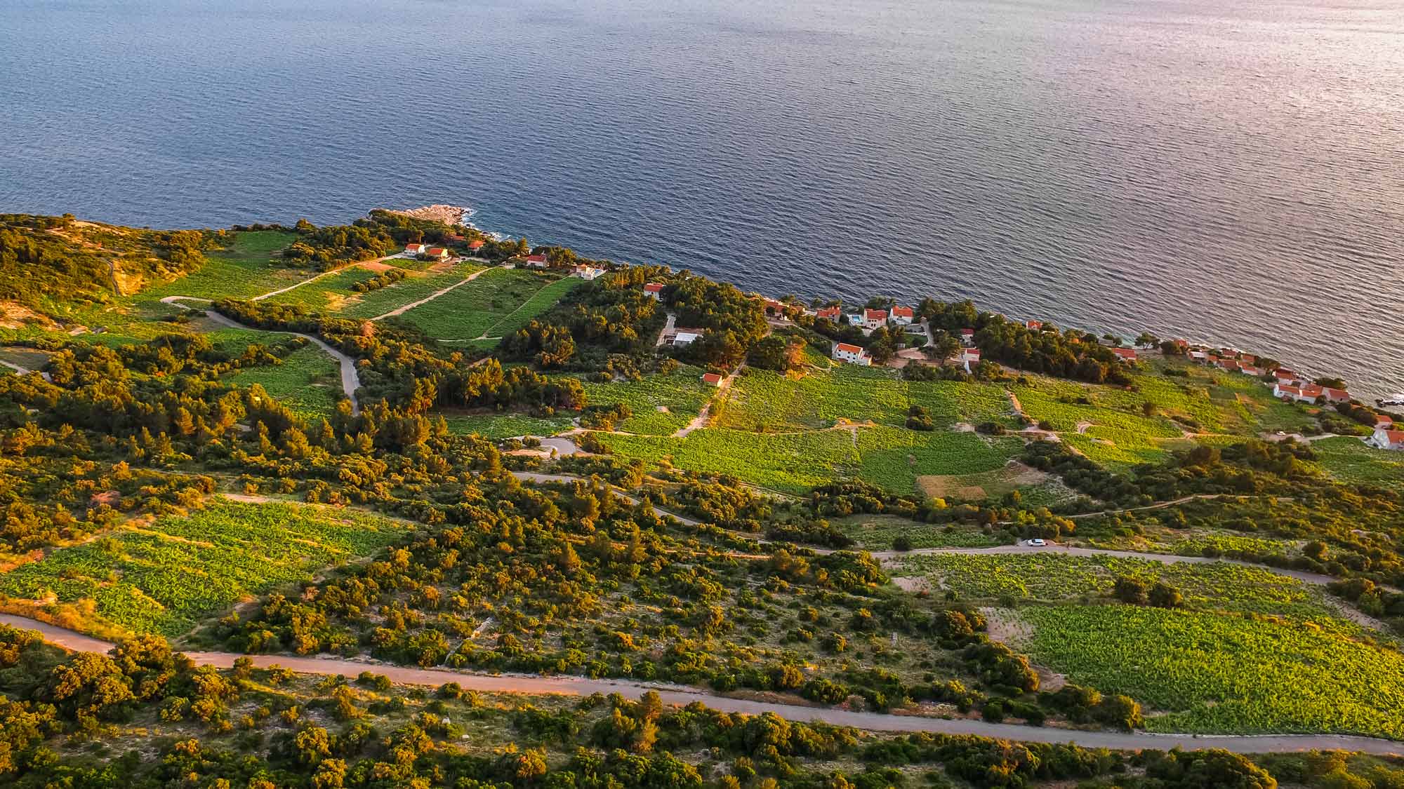 Peljesac wijngaarden