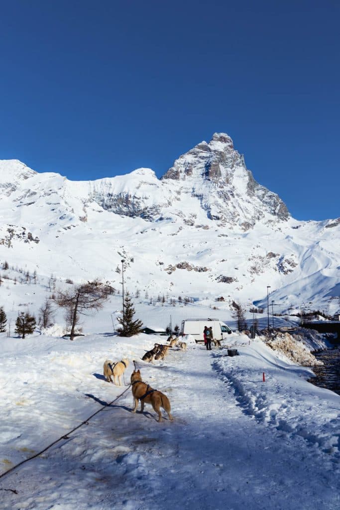 husyride hondenslee valle daoste