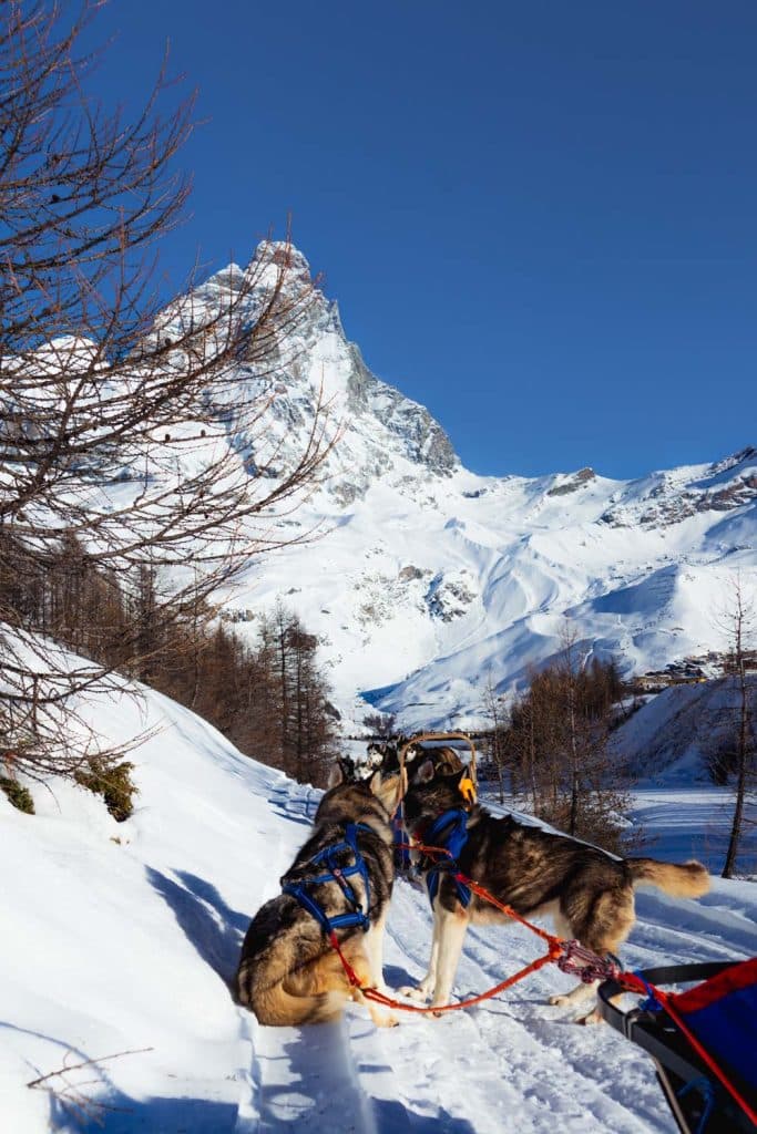 husyride hondenslee valle daoste