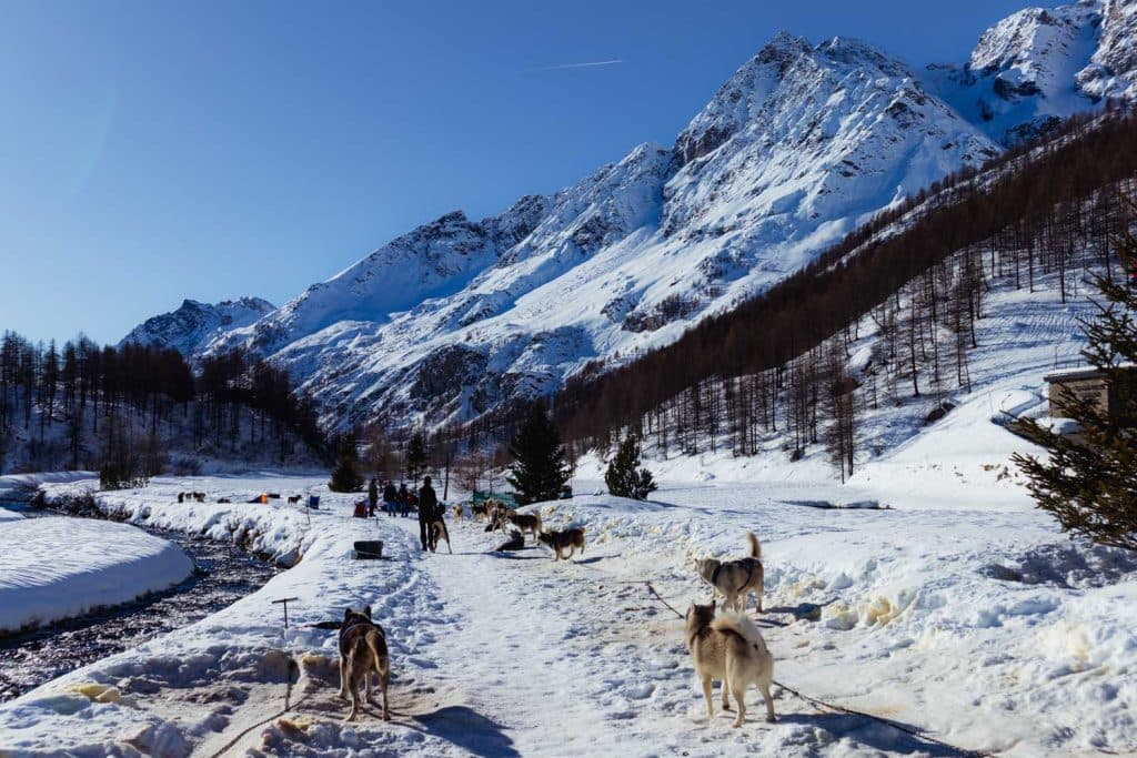 husyride hondenslee valle daoste