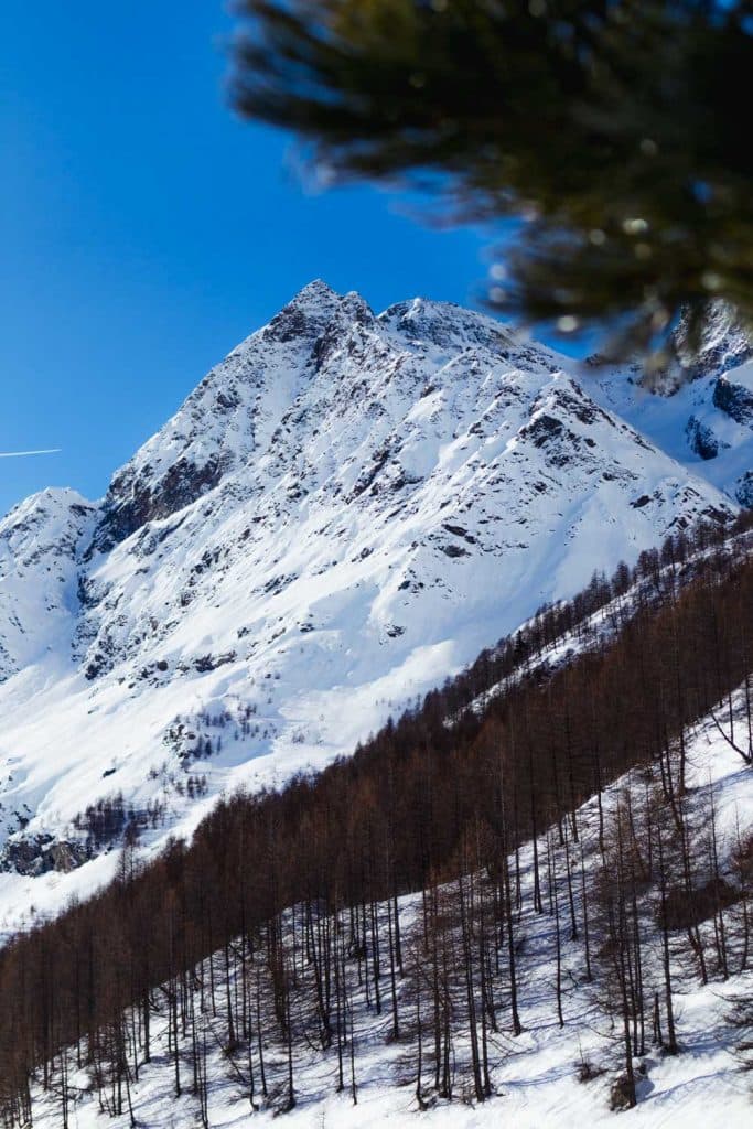 husyride hondenslee valle daoste