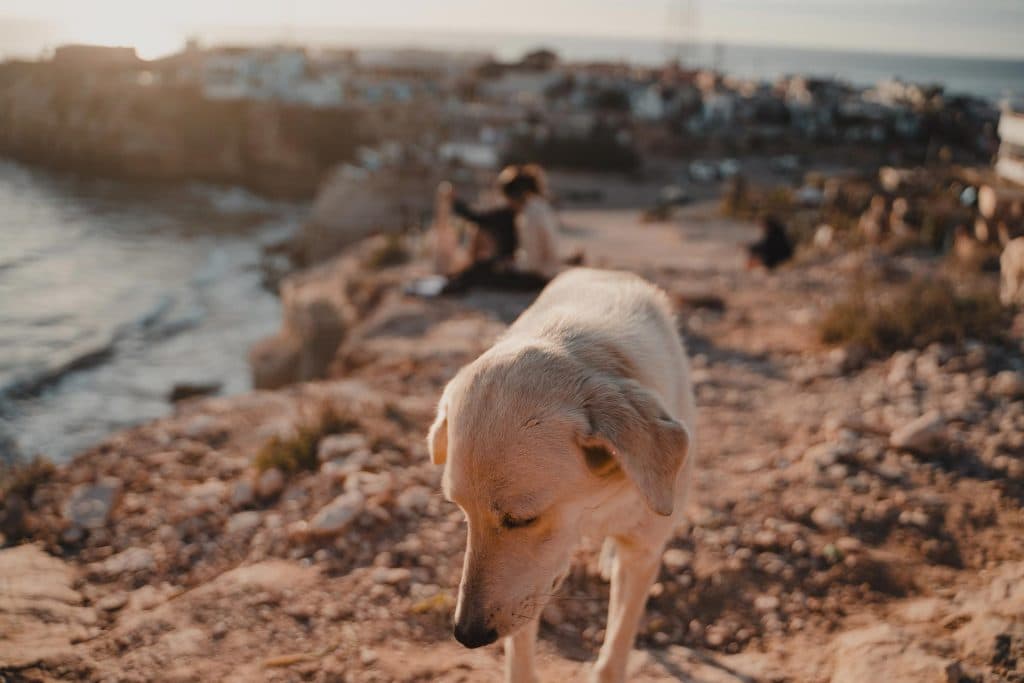 Surfvakantie Imsouane Marokko