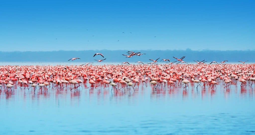 Flamingos in het Naku meer in Kenia