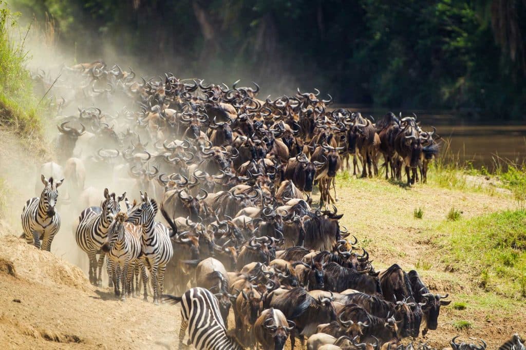 De grote trek in Kenia
