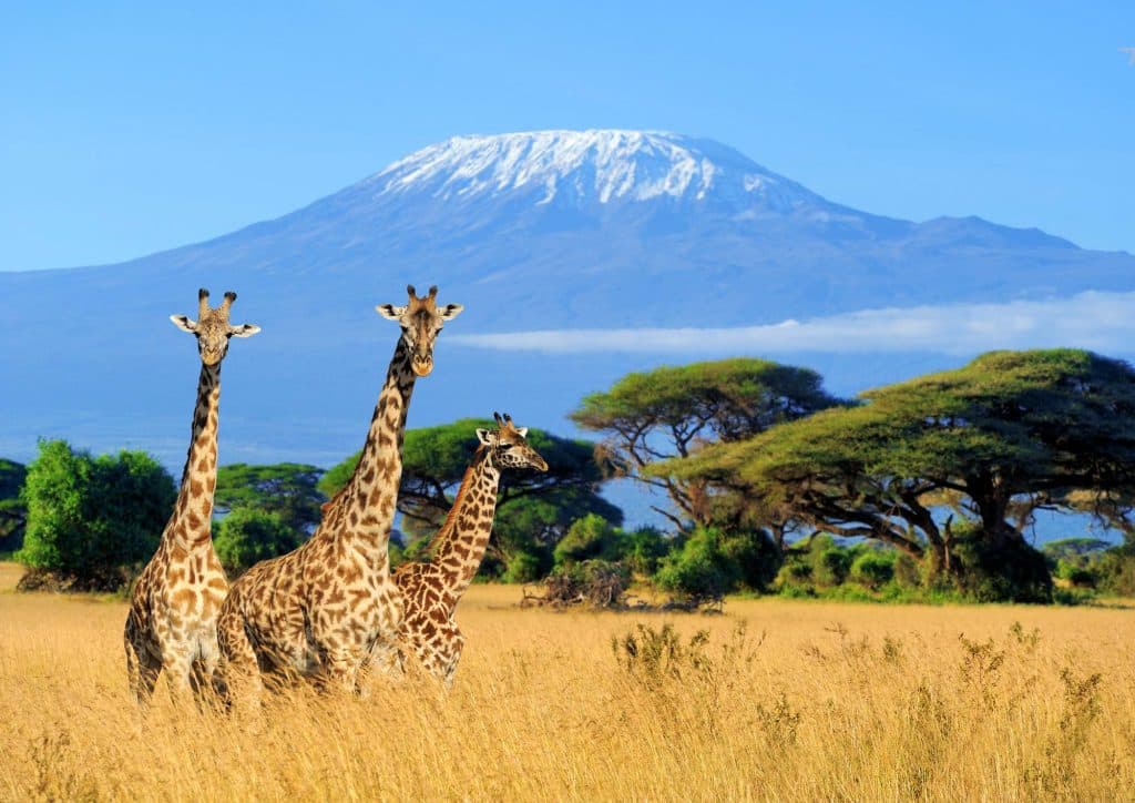 Giraffen pronken voor de Kilimanjaro