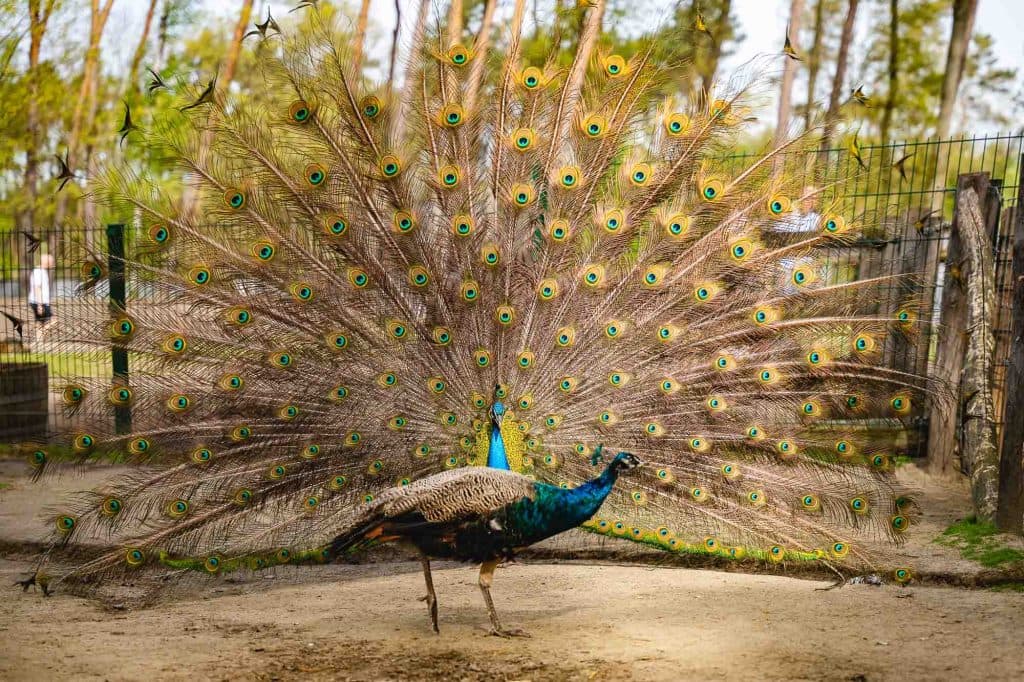 weekend weg met kinderen in vakantiepark Center Parcs Terhills resort in Limburg