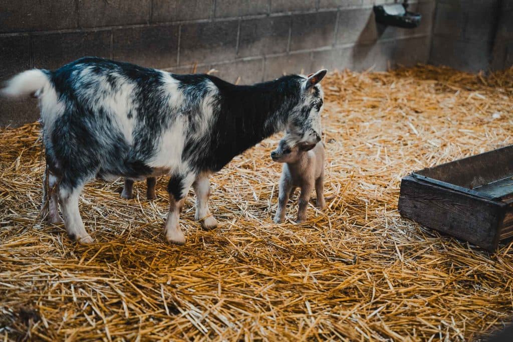 vakantiepark maasmechelen center parcs terhills resort