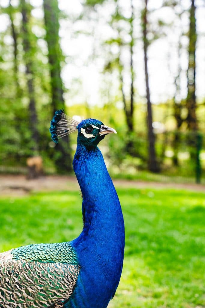 center parcs terhills resort