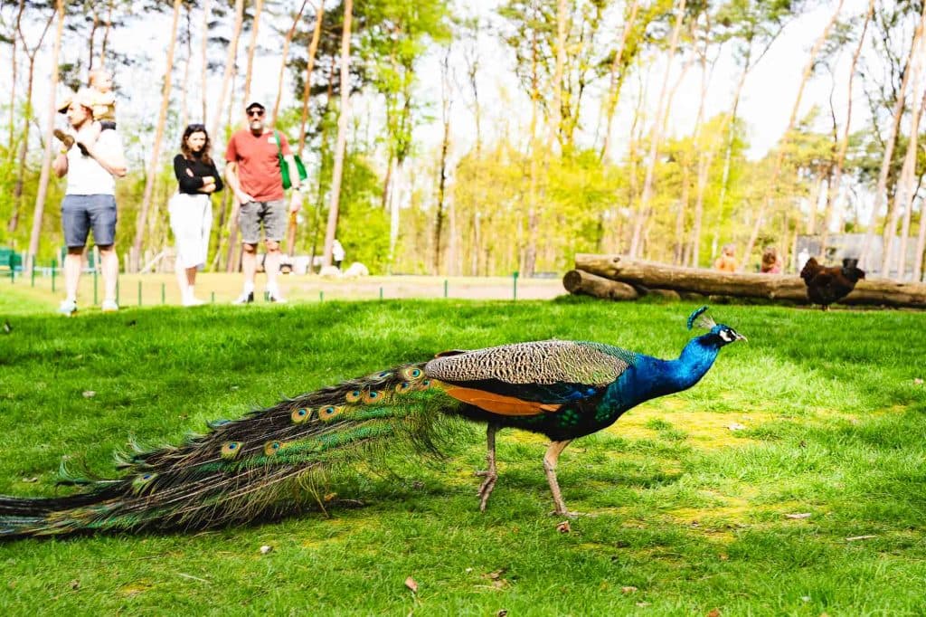 center parcs terhills resort