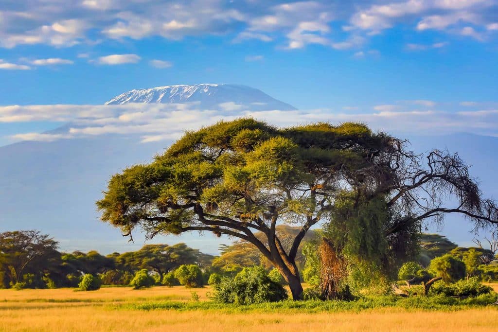 De Kilimanjaro in de achtergrond, gezien vanop de Serengeti