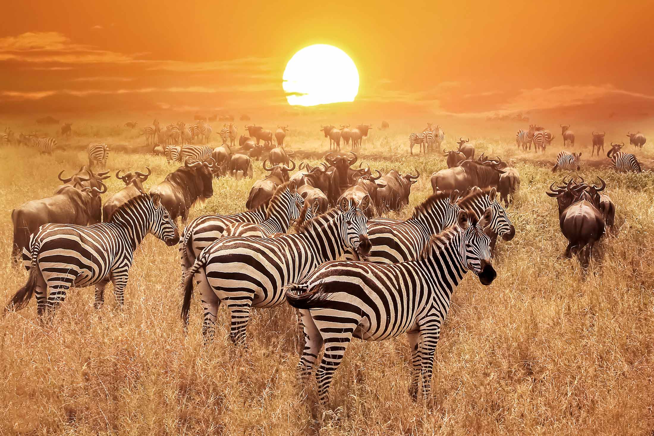 Gnoes en zebras bij zonsondergang in het Serengeti Nationaal Park