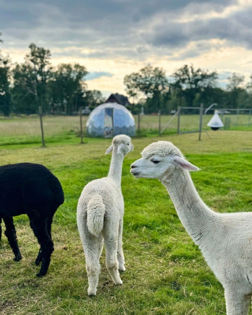 sterrenwachter uniek overnachten in vlaanderen