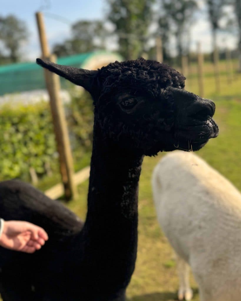 overnachten in een bubbel