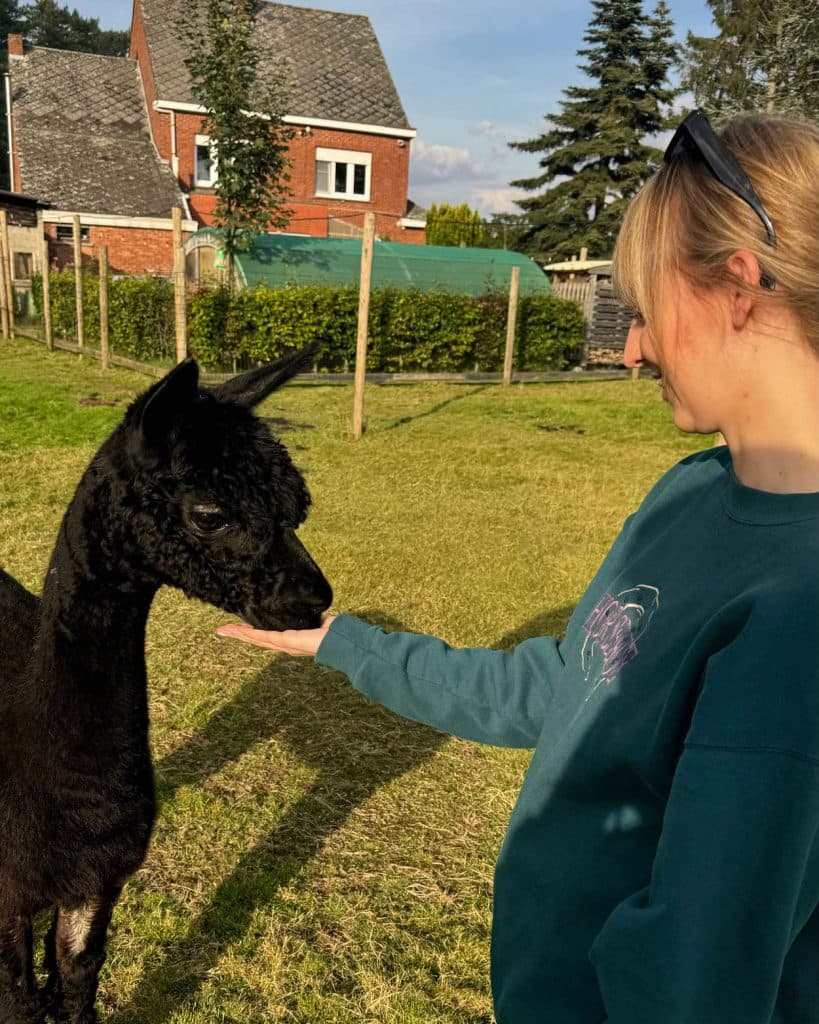 wandelen met alpacas