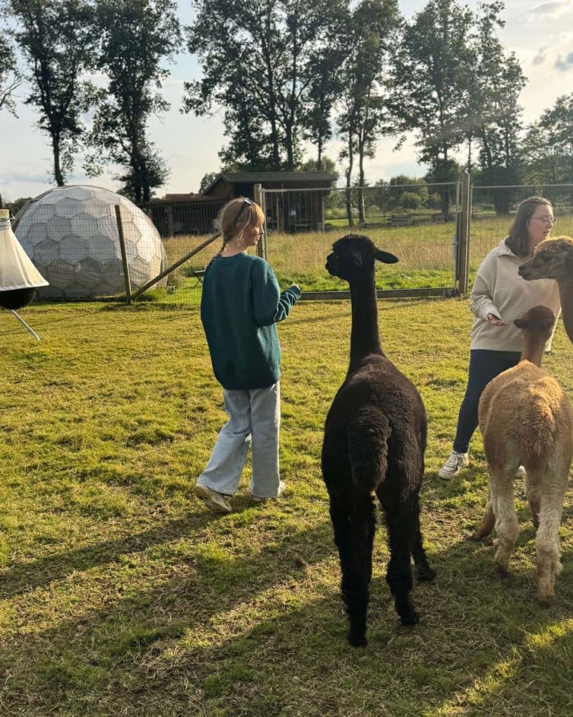 slapen bij alpacas