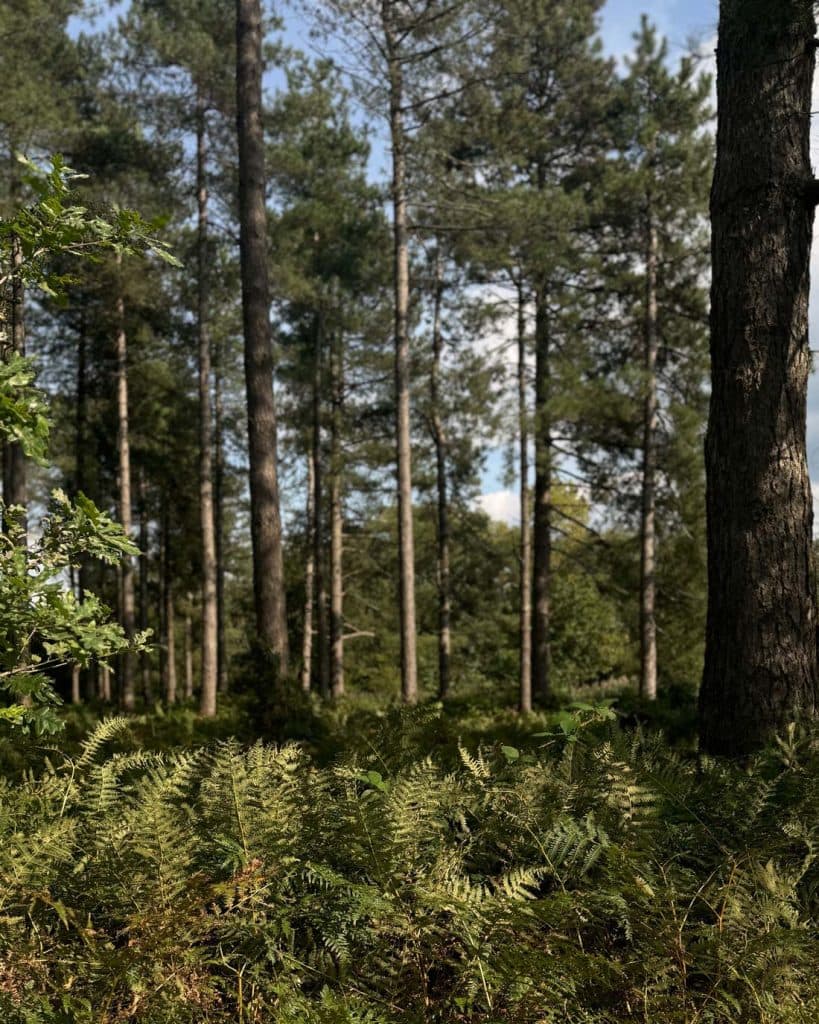wandelen in natuurdomein de roost