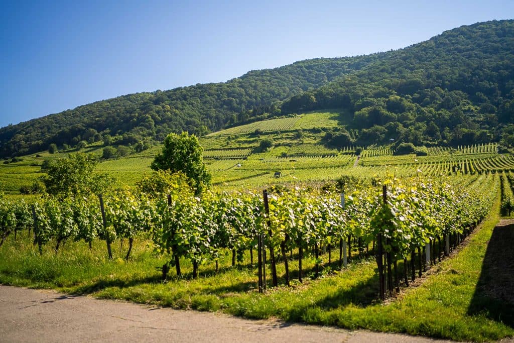 wijnvakantie duitsland baden wurttemberg