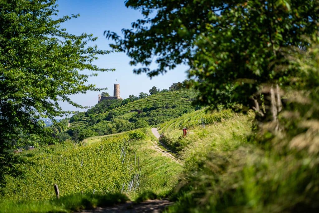 wijnvakantie duitsland baden wurttemberg