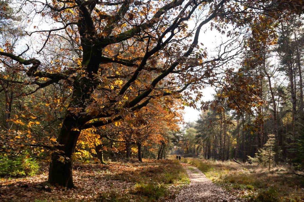 wandelen sallandse heuvelrug